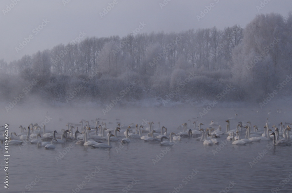 Whooper swans Altai Russia