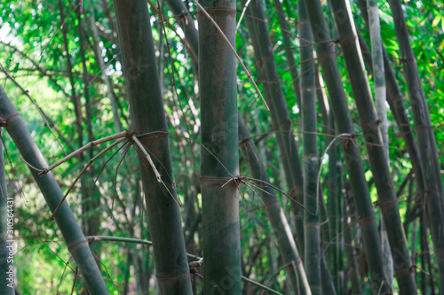 Bamboo backgruond