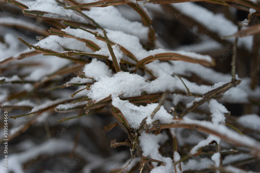 Winter nature Winter nature