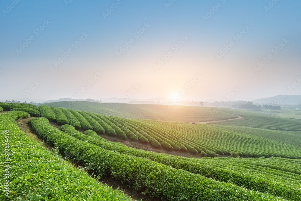 tea plantation in early morning