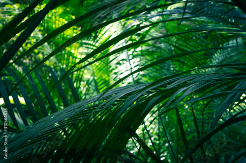Fototapeta Naklejka Na Ścianę i Meble -  Deep jungle background