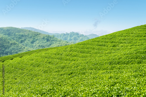 tea plantation on highland