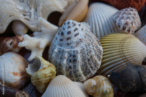 Sea shells on the table