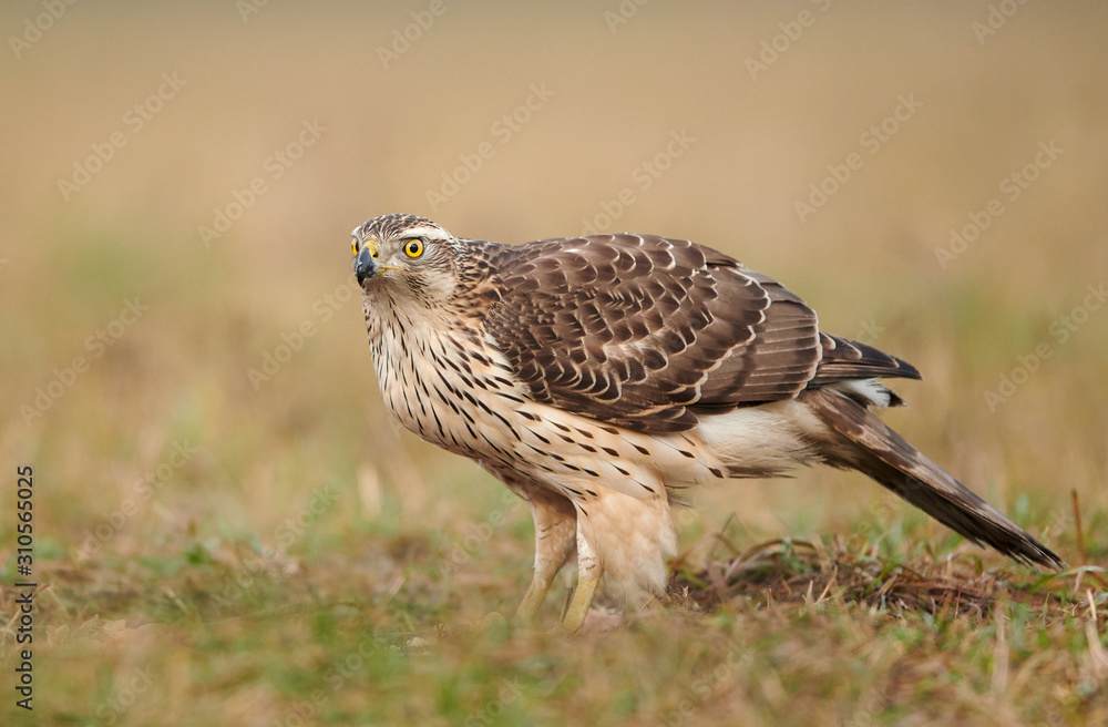 Northern goshwak (Accipiter gentilis) close up Northern goshwak (Accipiter gentilis) close up