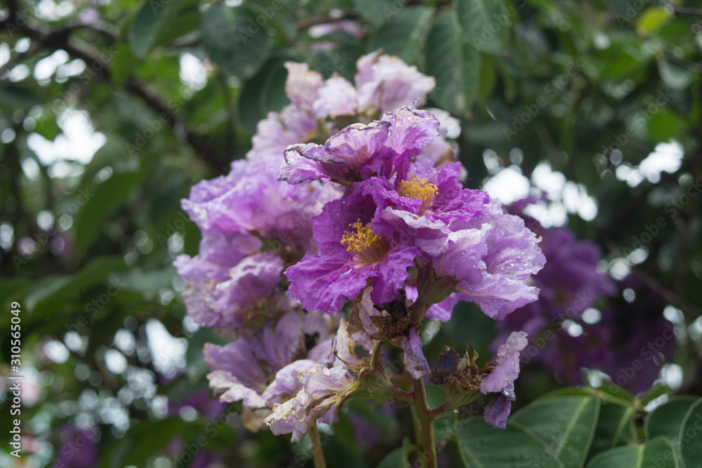 Purple tropical flowers on the tree Purple tropical flowers on the tree