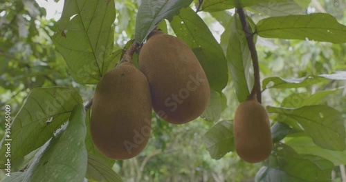 Cupuacu (Theobroma grandiflorum), Super Amazonian Fruit with Extraordinary Nutritional and Cosmetic Properties. photo