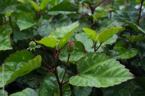 Wallpaper Mural Green bushes of roses after rain Torontodigital.ca