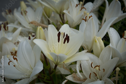 White lilies background