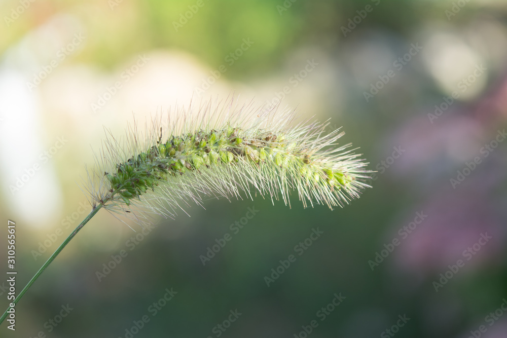 Wild  green spike. Herb. Macro plant. Floral background