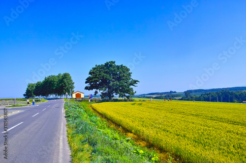 初夏の北海道、美瑛町にあるセブンスターの木