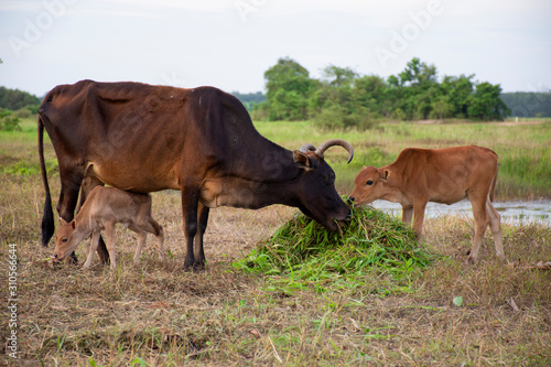 Cow and calf eating grass place on the floor and tree background