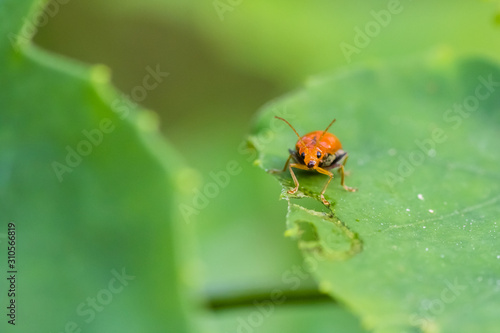 orange beetle in nature