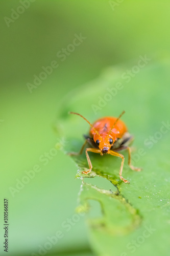 orange beetle in nature