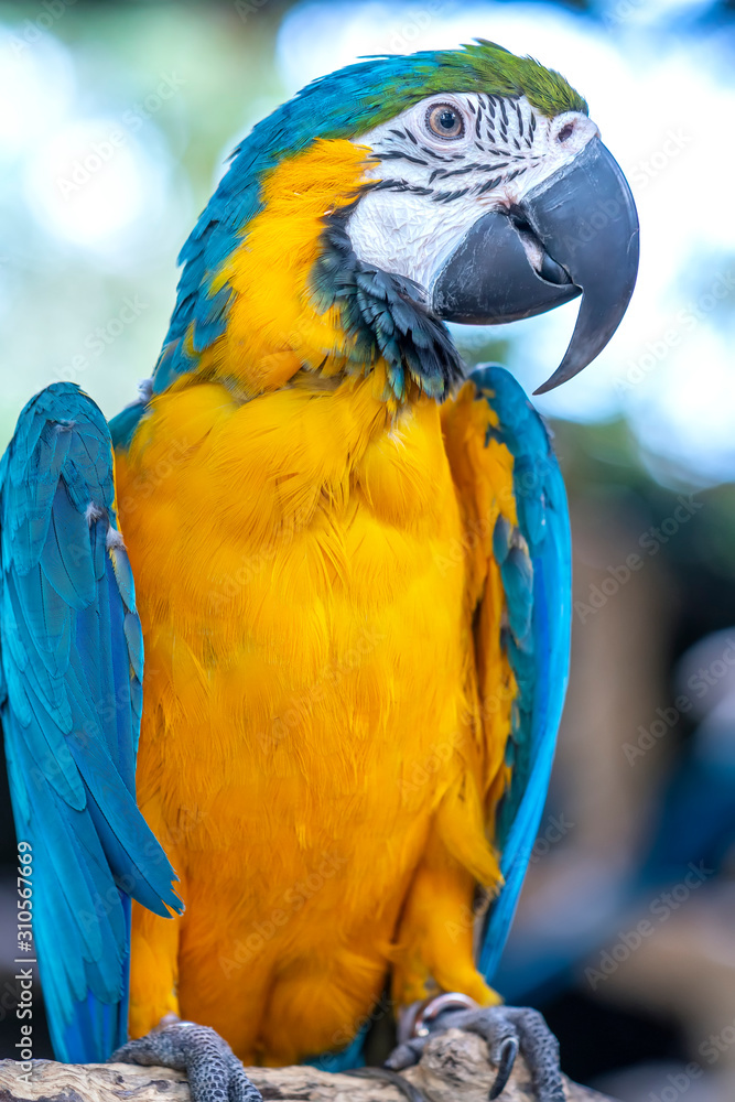Fototapeta premium Portrait colorful Macaw parrot on a branch. This is a bird that is domesticated and raised in the home as a friend