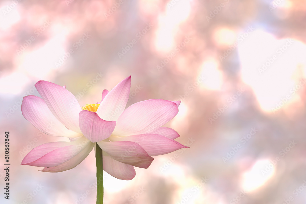 Pink lotus on the pink blurred background