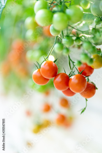 Fresh delicious tomato in Japan's countryside.