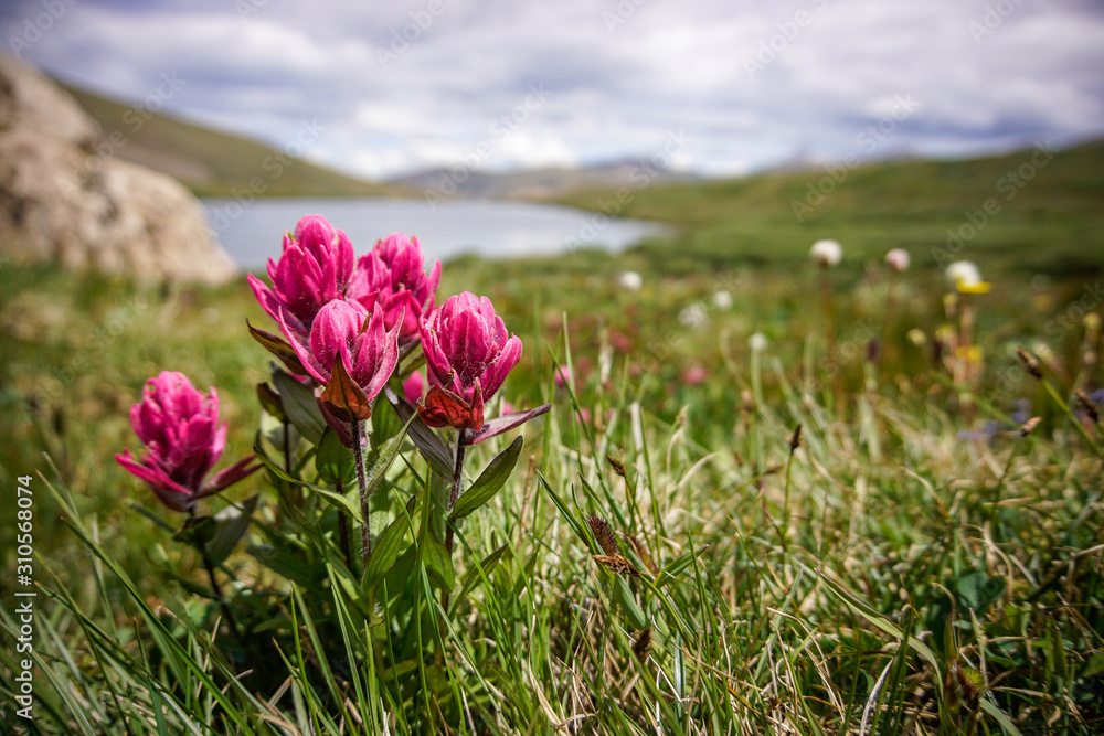 Colorado Alpine Meadow at Silver Dollar Lake #11 Colorado Alpine Meadow at Silver Dollar Lake #11