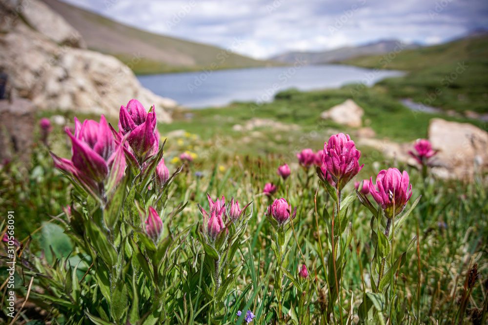 Fototapeta premium Colorado Alpine Meadow at Silver Dollar Lake #12