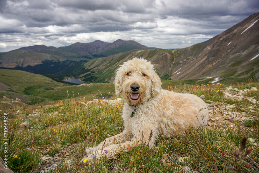Colorado Traildog at Silver Dollar Lake #6