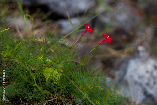 Cypress Vine, red flower close-up photo