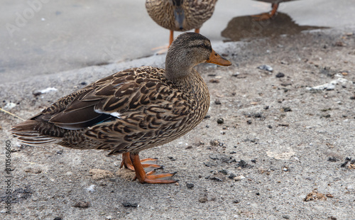 Fotografija Ducks on a boat ramp in the fog on a lake