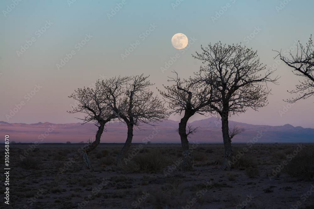 Obraz premium trees in a nature of western Mongolia in the evening