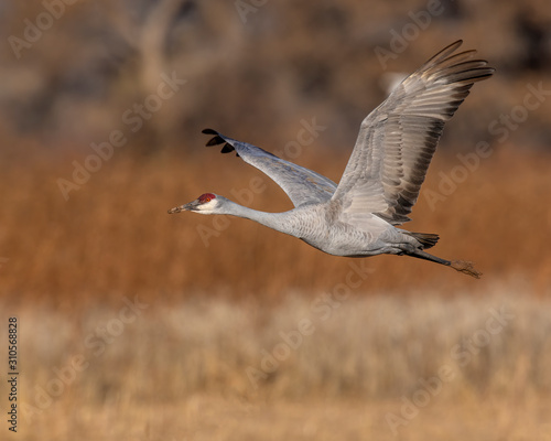 Sandhill Crane in flight at Boque Del Apache wildlife refughe