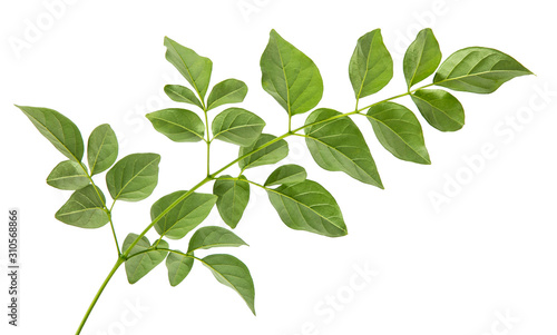 Millingtonia hortensis leaf(Cork Tree, Indian Cork)isolated on white background.
