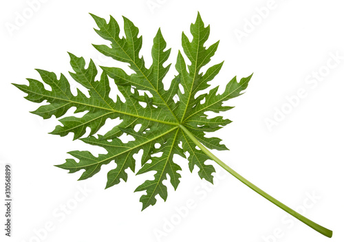 Carica papaya leaves(Papaya, Pawpaw, Tree melon) isolated on white background,with clipping path.