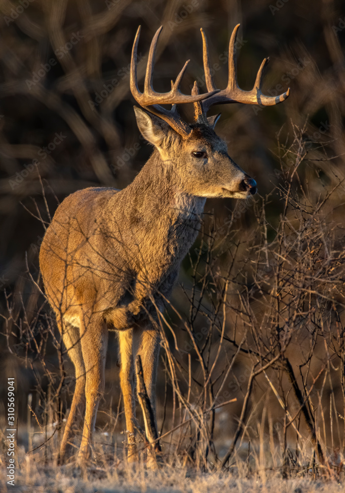 Whhite tailed Deer during the annual rut Whhite tailed Deer during the annual rut