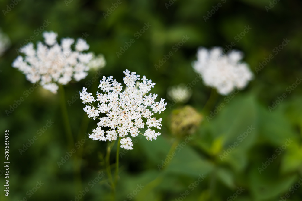 Wild Angelica herb plant Wild Angelica herb plant