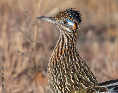 Photography Greater Roadrunner