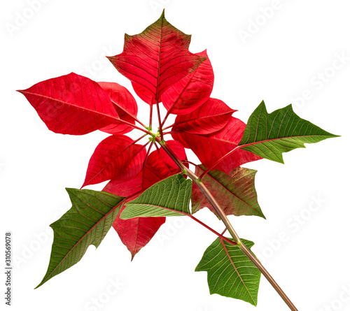 Red Euphorbia pulcherri leaf  mapoinsettia flower  isolated on white background.