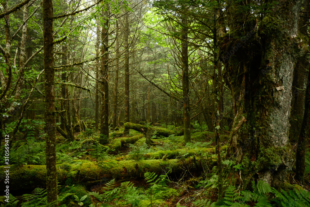 Obraz premium Moss Covered Forest Floor In Fog