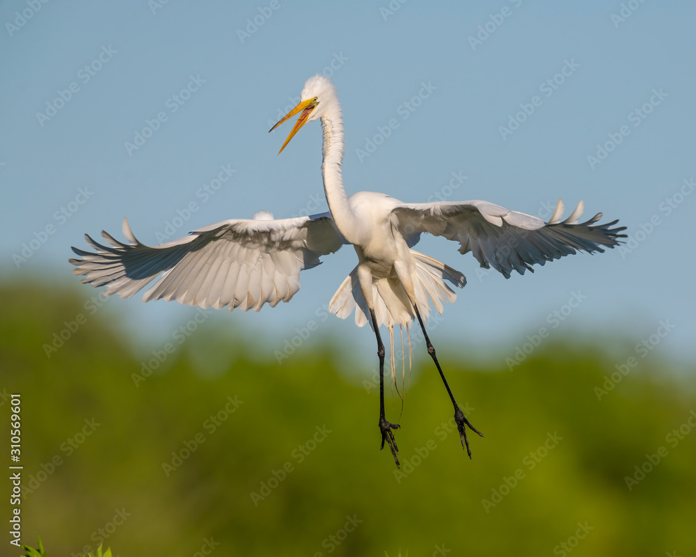 Fototapeta premium Great White Egret