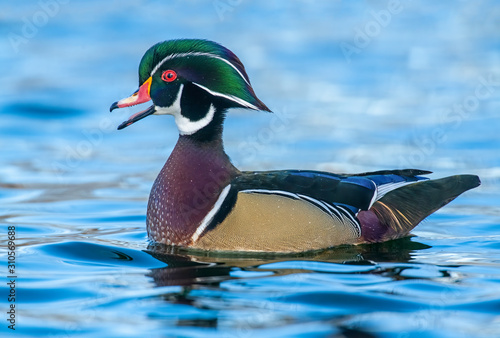 Photography Wood Duck Drake in the water