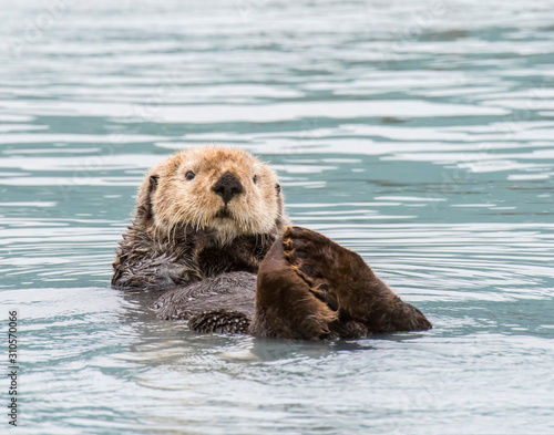 Φωτογραφία Sea Otter in Alaska near Valdez