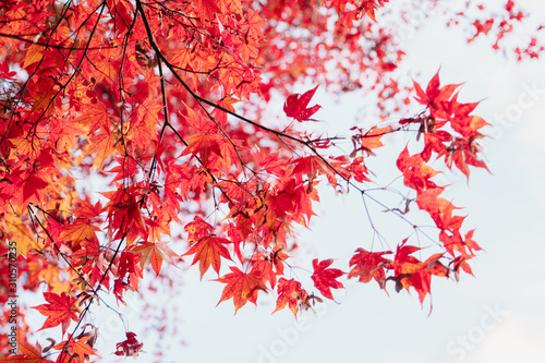 Japan Nature ,Red Autumn leaves , On white sky , Traditional , Maple Leave