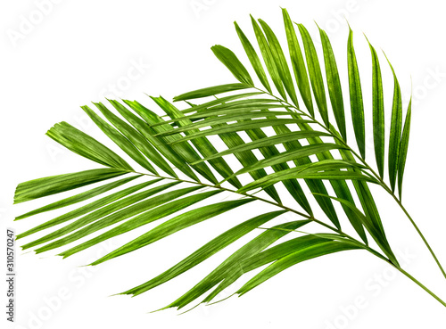  Macarthur palm leaves(Ptychosperma macarthurii)Tropical isolated on white background,with clipping path. photo