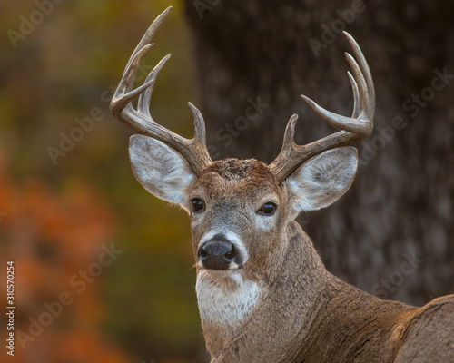 White tailed Deer