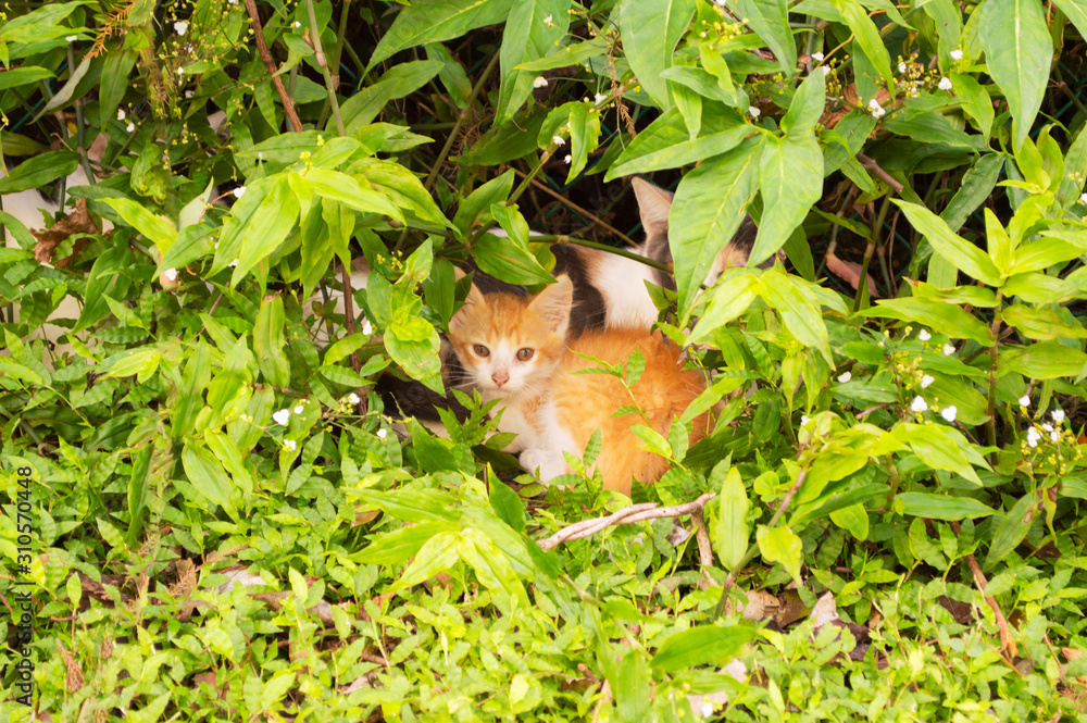 Kitten cat on a green leafs garden yard Kitten cat on a green leafs garden yard
