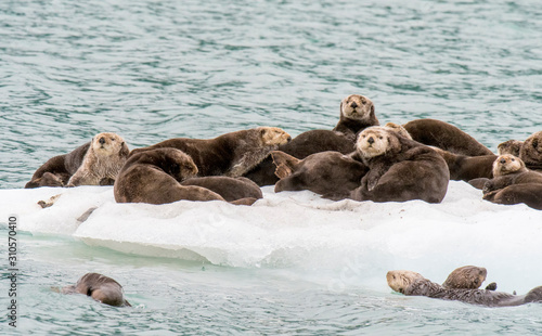 Sea Otter in Alaska near Valdez