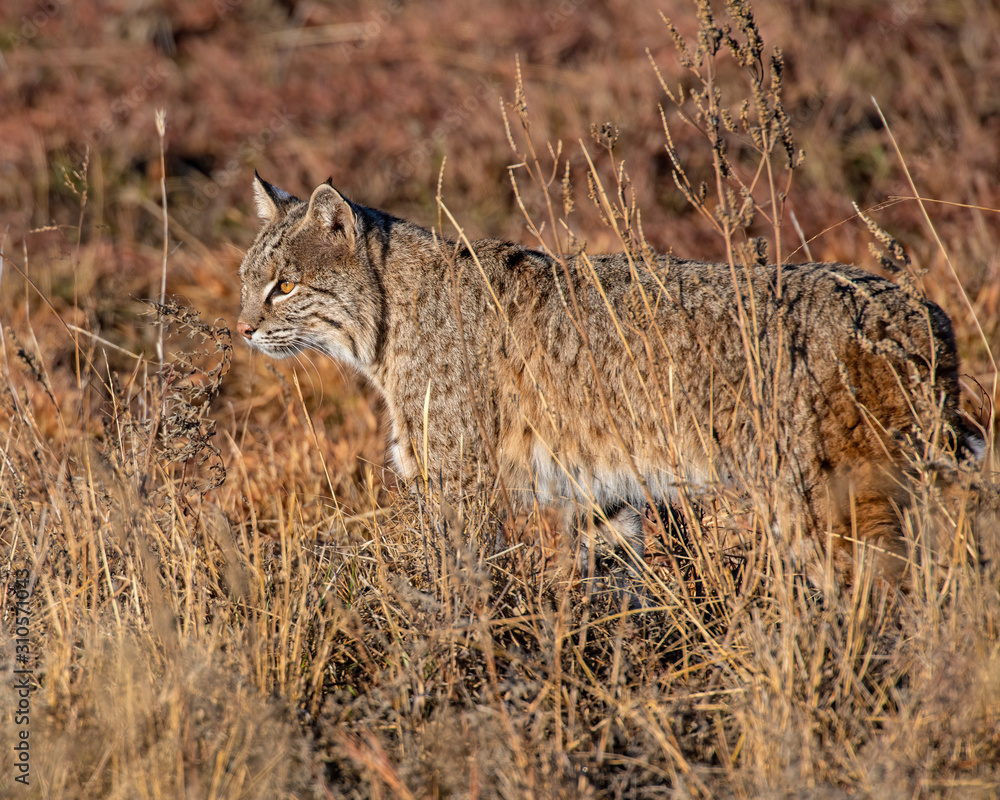 Bobcat Bobcat