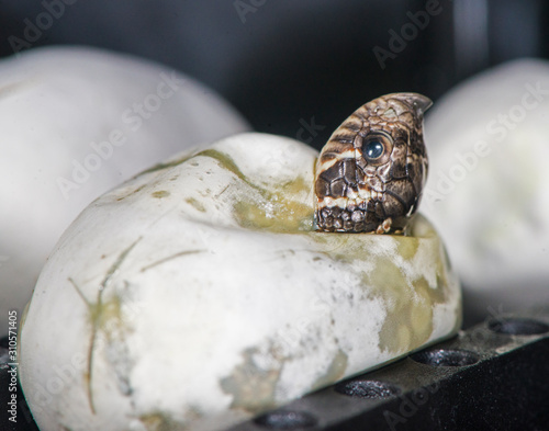 Western Hognose Snake emerging from an egg