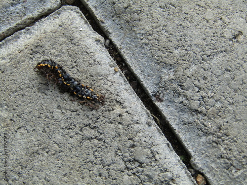 Close up view of ulat bulu gagak kaki seribu or luwing or caterpillar or Centipede movement with orange black color and has thousand legs. Tropical pest bug insect that eat leaves. On the ground pave 