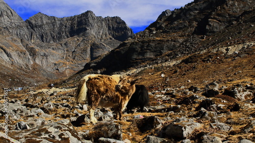yak (bos grunniens) and scenic landscape of himalaya at sela pass, tawang in arunachal pradesh in india