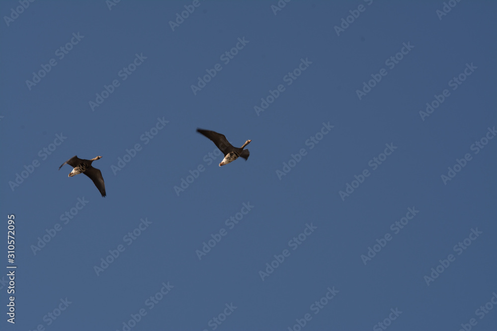 specklebelly geese flying with blue sky specklebelly geese flying with blue sky