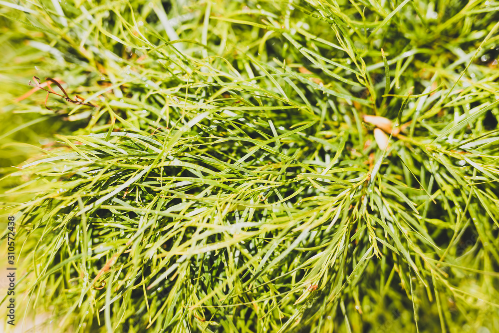 close-up of acacia cognata plant outdoor in sunny backyard under harsh sunlight