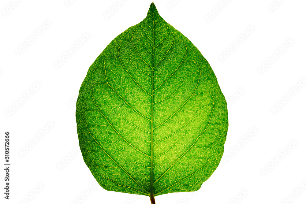 Obraz premium A sinewy green leaf isolated on a white background and backlit. Represents the concept of the origin and development of life in nature, showing the distribution of vitality through the veins from tree