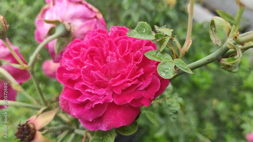 a rose with a dew that moistens the flowers early in the morning. roses are great for mind therapy a rose with a dew that moistens the flowers early in the morning. roses are great for mind therapy